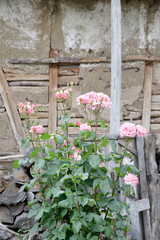 pink roses in front of wall