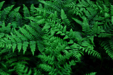 Natural green leaves fern in the forest. - Image