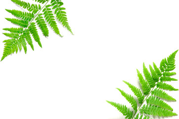 Top view of green tropical fern leaves on white background. Flat lay. Minimal summer concept. Сopy...