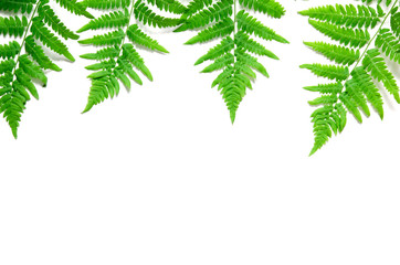 Top view of green tropical fern leaves on white background. Flat lay. Minimal summer concept. Сopy space. - Image