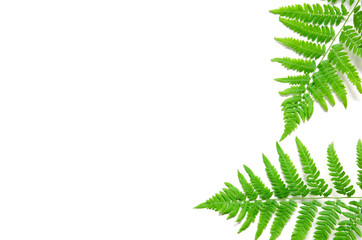 Top view of green tropical fern leaves on white background. Flat lay. Minimal summer concept. Сopy space. - Image