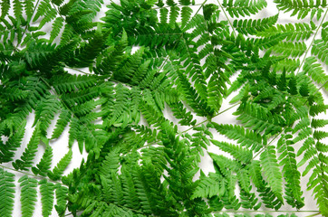 Top view of green tropical fern leaves on white background. Flat lay. Minimal summer concept. - Image