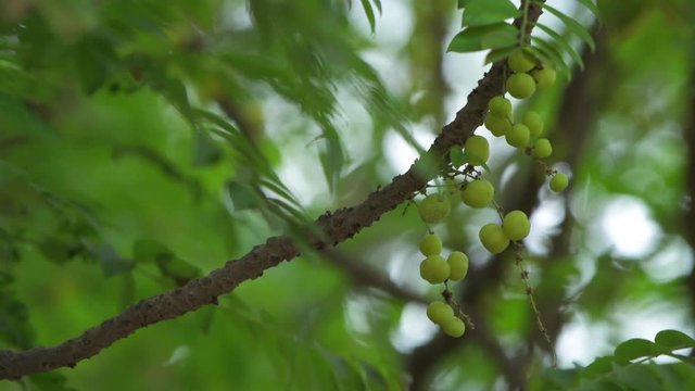 amla fruit green tree closeup nature  indian gooseberry emblica medicine ayurvedic