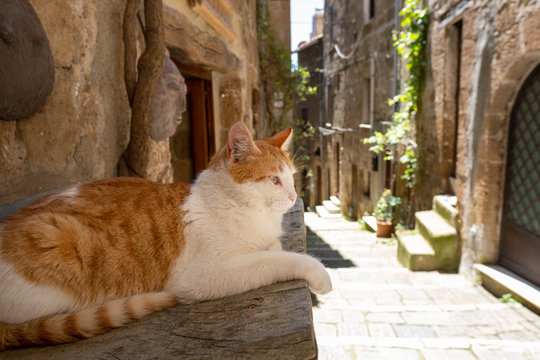 a lazy cat rests in an Italian town