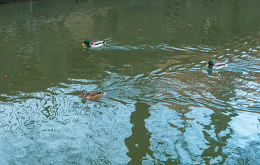 Drakes and duck are floating on the river in Gdansk