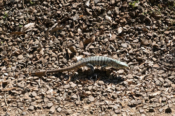 Lizard near the Iguazu Falls, Argentina