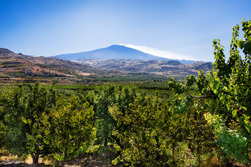 Fototapeta premium Pears field front Etna Sicily