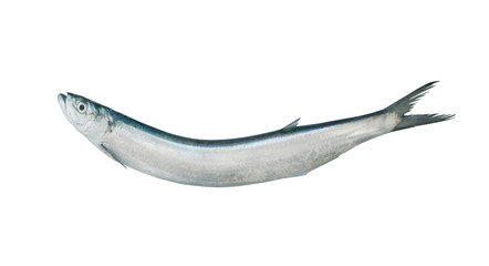 Wolf-herring fish isolated on white background, Chirocentrus dorab