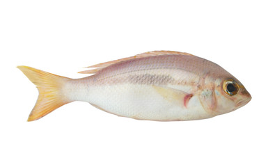 Brownstripe snapper fish isolated on white background, Lutjanus vitta