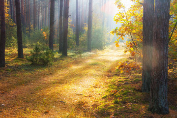 Autumn forest. Autumn nature background. Colorful trees in forest. Fall