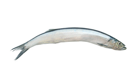 Wolf herring fish isolated on white background