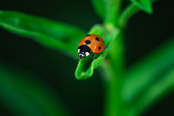 Ladybug eating on a leaf, Macro photo, close up, insect, Coccinellidae, Arthropoda, Coleoptera, Cucujiformia, Polyphaga