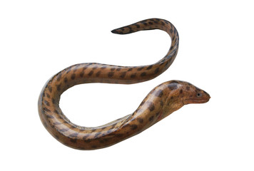 Moray eel isolated on white background