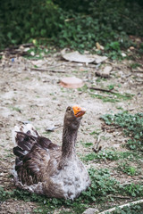 Portrait d'une oie grise dans une ferme