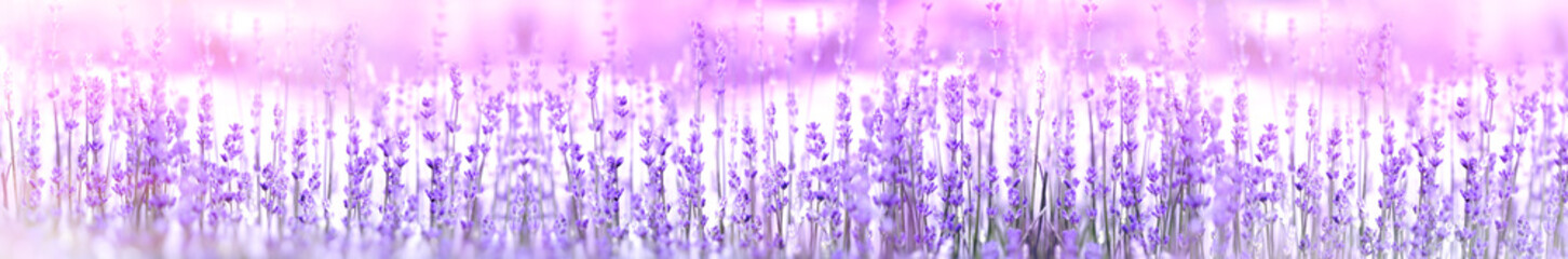 Beautiful nature, lavender flower in flower garden