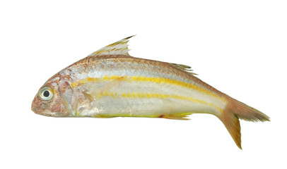 Goatfish isolated on white background