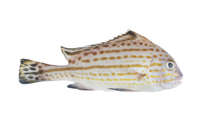 Painted sweetlips fish isolated on white, Diagramma pictum