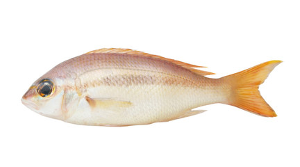 Brownstripe snapper fish isolated on white background, Lutjanus vitta