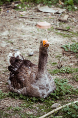 Portrait d'une oie grise dans une ferme