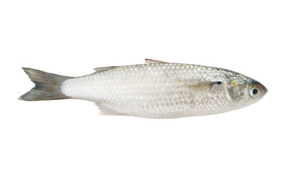 Grey mullet fish isolated on white background