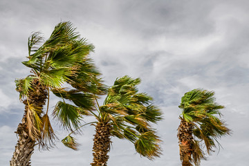 Palm trees being battered by a tropical storm or hurricane