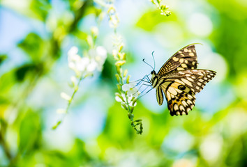Butterfly  and  flower in the garden, Chiangmai Thailand