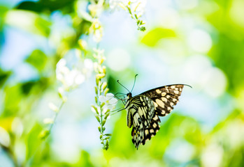 Butterfly  and  flower in the garden, Chiangmai Thailand