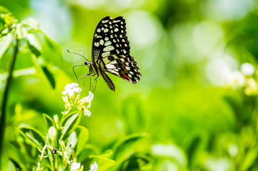 Butterfly  and  flower in the garden, Chiangmai Thailand