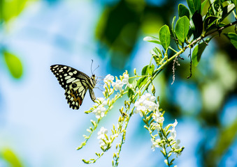 Butterfly  and  flower in the garden, Chiangmai Thailand