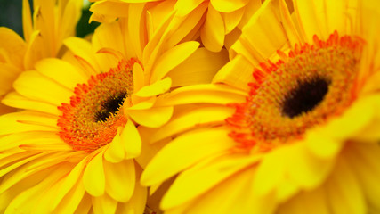 Yellow gerber and small decorative white flowers