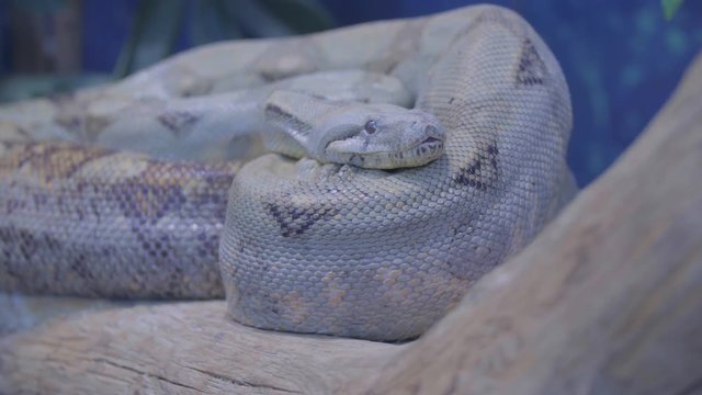 Snake is yawning curled up