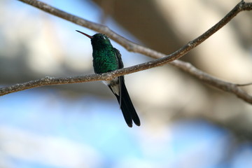 hummingbird