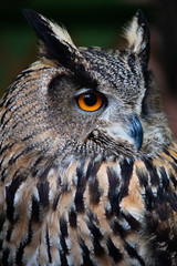  portrait of a royal owl