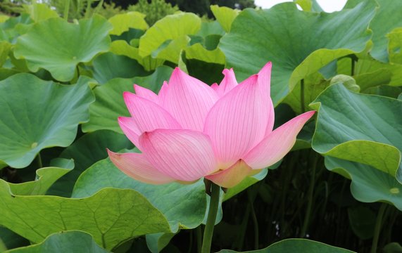 大賀ハス Images Browse 1 729 Stock Photos Vectors And Video Adobe Stock