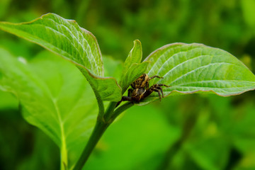 Naklejka premium field spider on a leaf of a plant