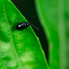 Bug sitting on a green leaf, macro photography