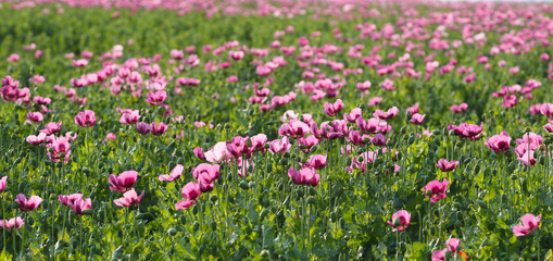 Field of pink opium poppy, Papaver somniferum