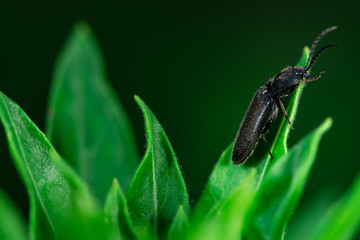 Darkling beetle on top of a leaf
