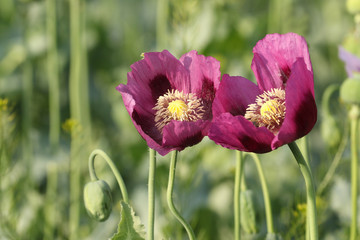 Two pink opium poppy flowers