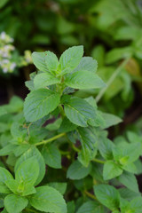 Fototapeta na wymiar Peppermint herb. Mint plant grown at vegetable garden. Herbal medicine