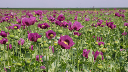 Field of cultivated pink opium poppy, Papaver somniferum