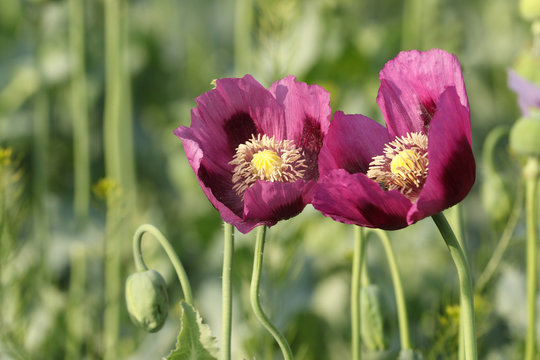 Two pink opium poppy flowers