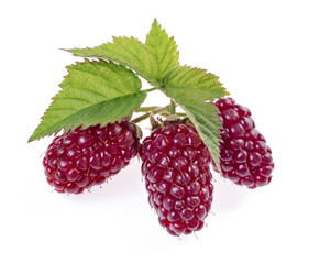 Sweet Ripe Blackberry or raspberries isolated