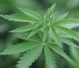 leaves of hemp