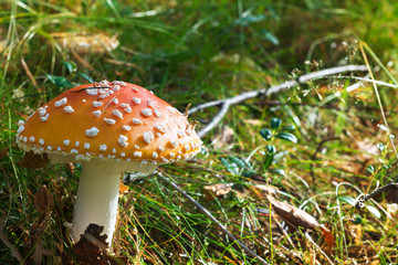 agaric (Amanita muscaria) in the autumn forest.sunlight