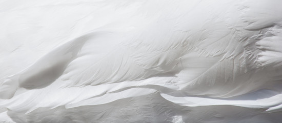Beautiful white feather texture background. White swan plumage. - 274218912