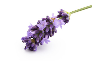 Lavender flowers on a white background.