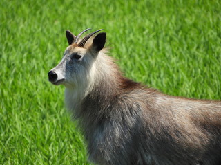 初夏の水田とニホンカモシカ