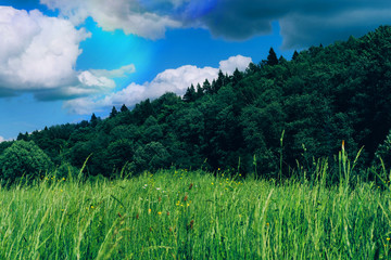 Summer countryside landscape. Alpine herbs, grass in foreground. Forest with tall fir trees. Blue sky with heavy white and grey clouds signaling approaching rain, thunderstorm. Sunny day in fresh air