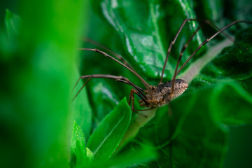 Harvestmen spider, Macro photo, close-up, insect, Opiliones, Phalangiidae, Arthropoda, 